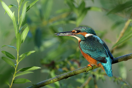 IJsvogel met visje