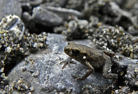 Kleine bruine kikker