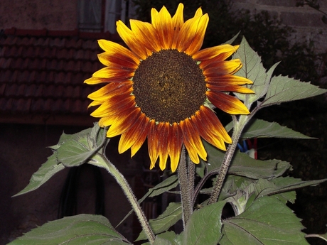 Zonnebloem Frankrijk