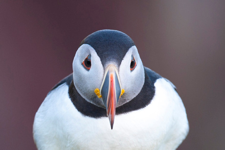 Portret van papegaaiduiker