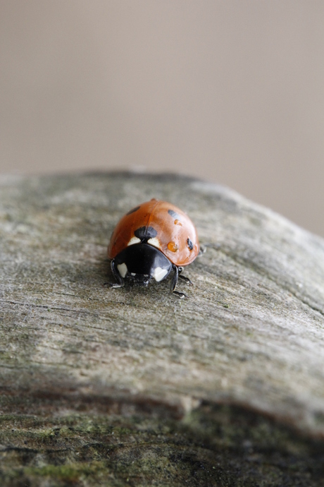 20120310_Macro Dieren Lieveheerbeestje_HCS0007.JPG