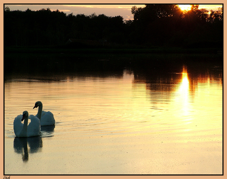 zwanen bij zonsondergang