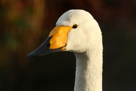 Wilde zwaan