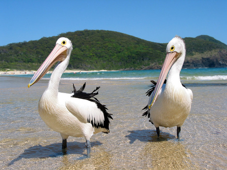 Pelicans In The Wild