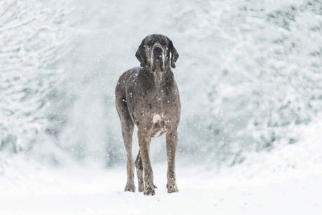 Ninjo in de sneeuw