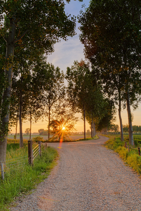 Bloemdijken bij tegenlicht