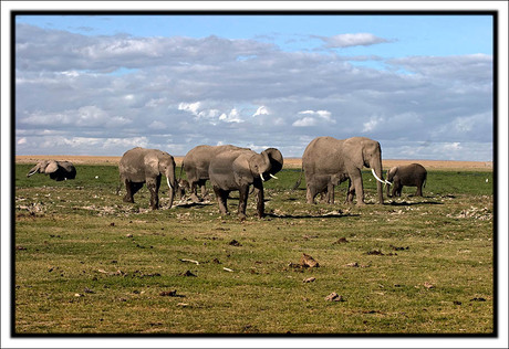 Olifanten Amboseli