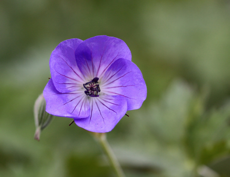 Geranium