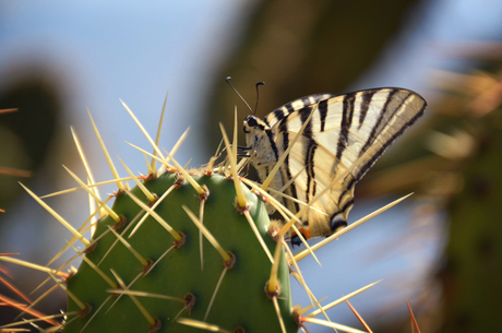Butterfly cactus