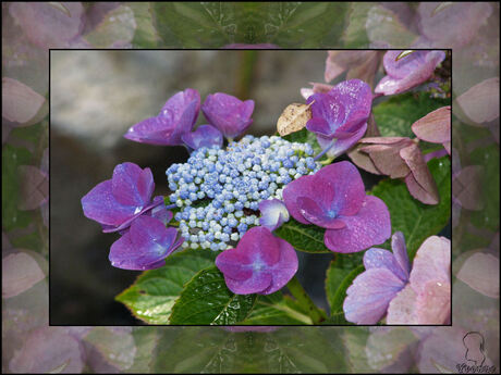 hortensia