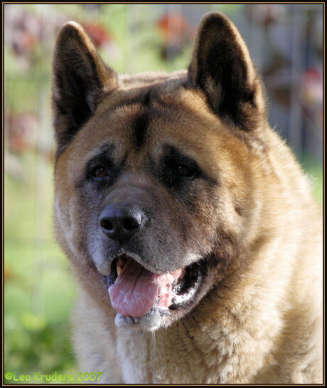 Kimon, Amerikaanse akita inu