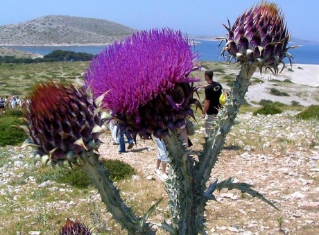 Distel