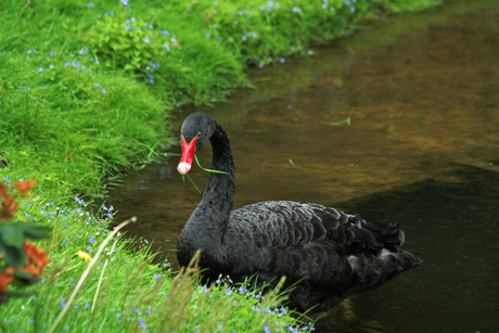 zwarte zwaan