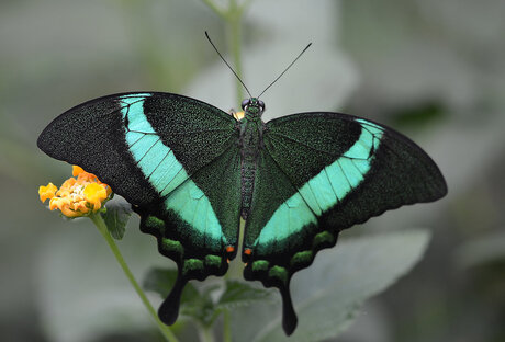 Papilio Palinurus