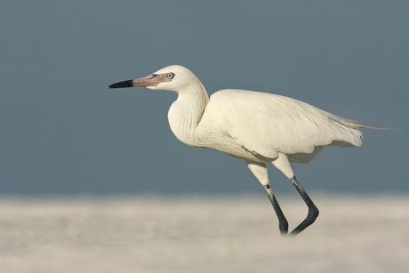 Roodhalsreiger (white morph)