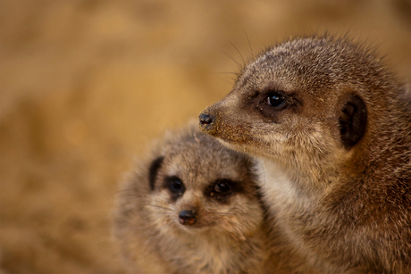 Kleine vriendjes