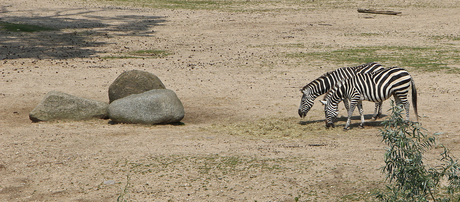 Op safari in eigen land.