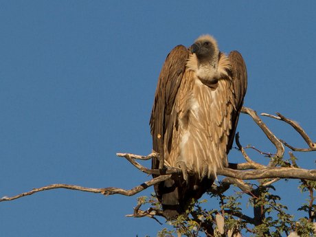 Cape vulture