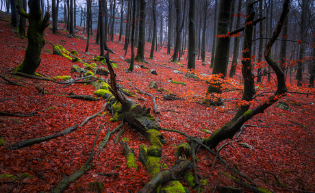 Forest of the fallen