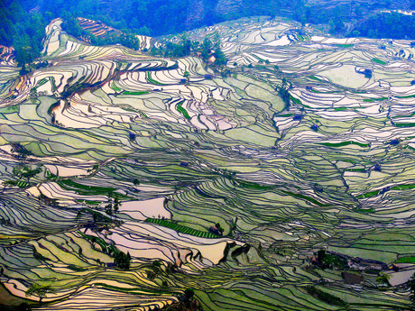golvende rijstvelden