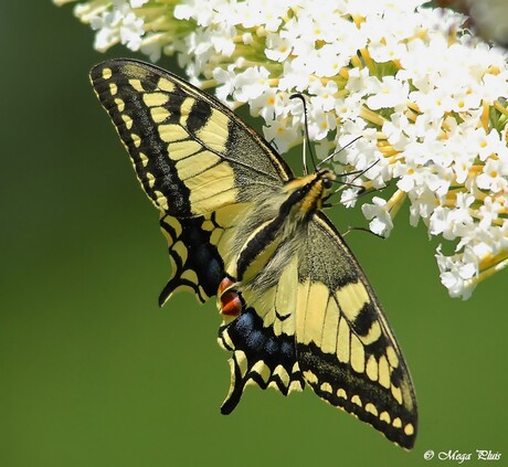 koninginnenpage (Papilio machaon) 2