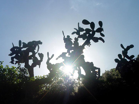 Cactussen op Tenerife