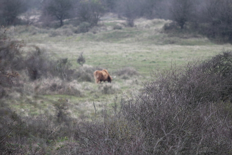 Kennemerduinen herstsfeer 2014-11-18 008.JPG