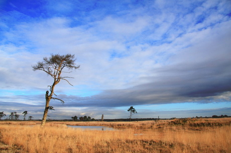 Kalmthoutse heide