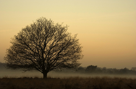 Big tree