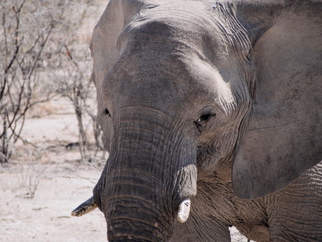 Etosha olifant.jpg