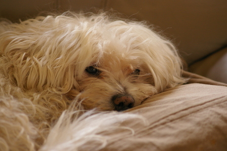 Snowy on The Pillow