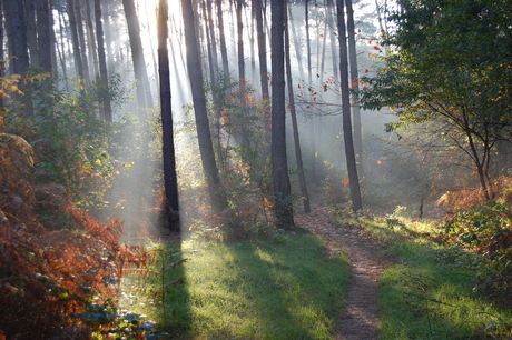 herfstbos