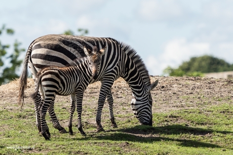 Zebra met veulen