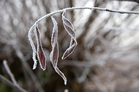 Winter in de Biesbosch