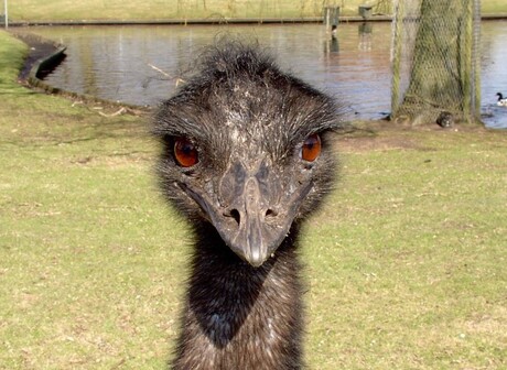 Emu!