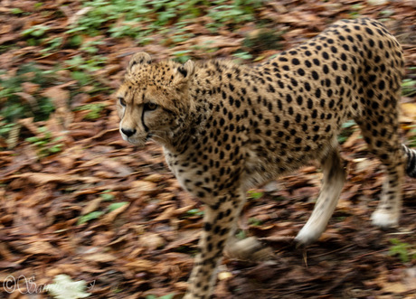 cheetah in herfst