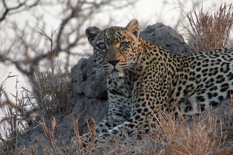 Safari, the one eyed leopard