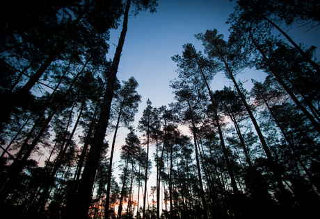 Veluwe Silhouette in de ochtend