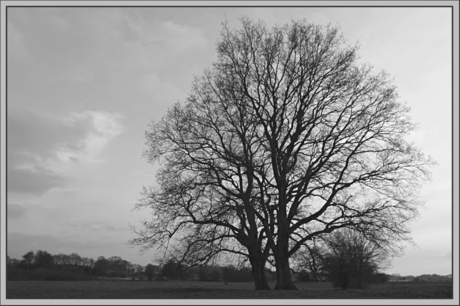 Zomereik in winterbeeld