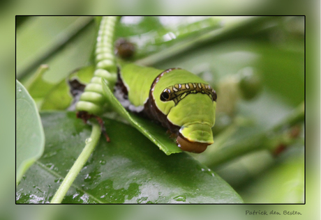 Papilio memnon