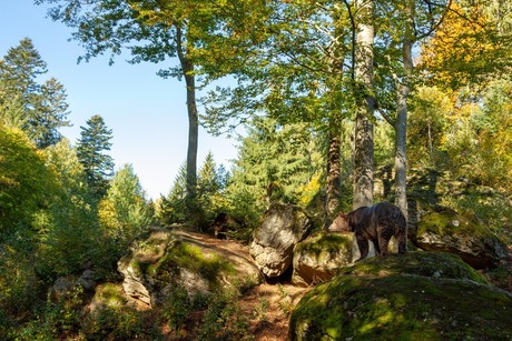 Beren in Bayerischer Wald