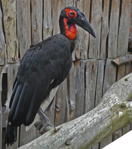 avifauna