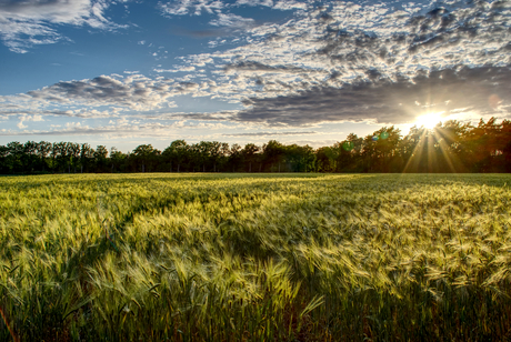 Fields of Gold