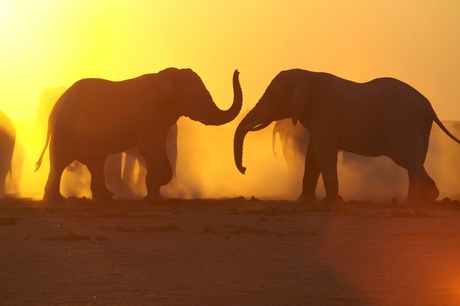 olifanten in tegenlicht
