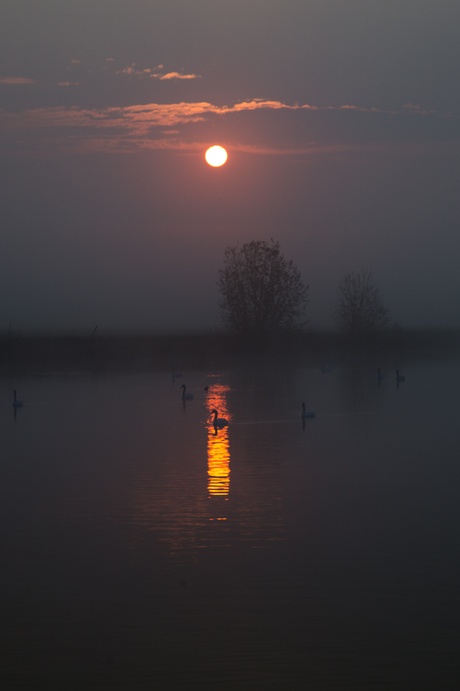 Zwaan in ochtendlicht