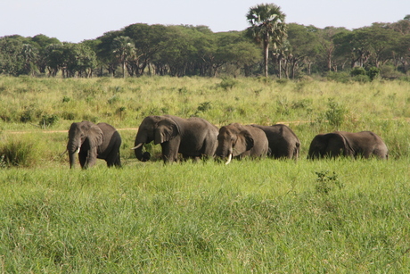 olifanten naast de weg