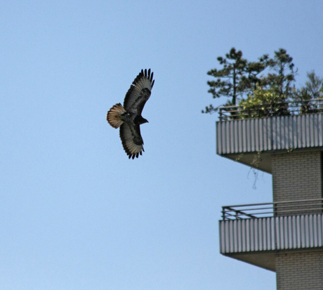 Buizerd (5)