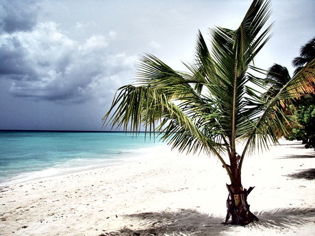 Isla Saona (Lomo)