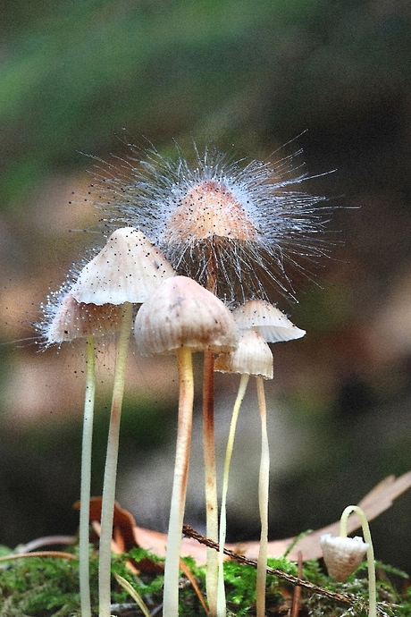 paddestoel met schimmelpluis