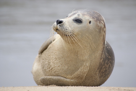 "Katwijks" Zeehondje